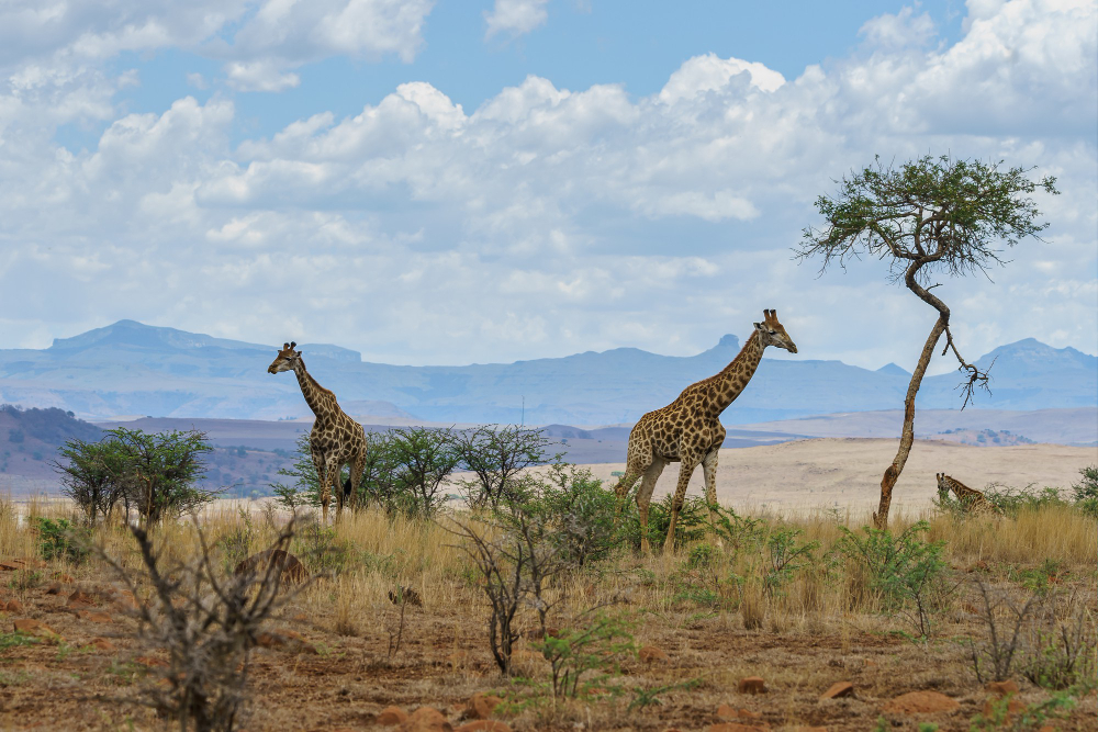 Safari in Kenya: La Grande Migrazione